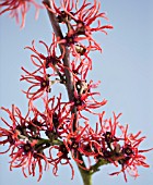CLOSE UP OF THE RED FLOWERS OF HAMAMELIS FOXY LADY