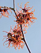 CLOSE UP OF THE ORANGE FLOWERS OF HAMAMELIS GINGERBREAD