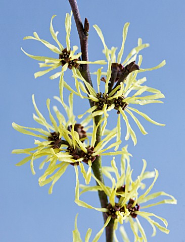 CLOSE_UP_OF_THE_YELLOW_FLOWERS_OF_HAMAMELIS_ANGELLY