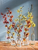 HAMAMELIS ANNE  COOMBE WOOD  JAPONICA VAR MEGALOPHYLLA  APHRODITE  GINGERBREAD  GLOWING EMBERS  RUBIN  FOXY LADY  IN GLASS BOTTLES ON WINDOWSILL