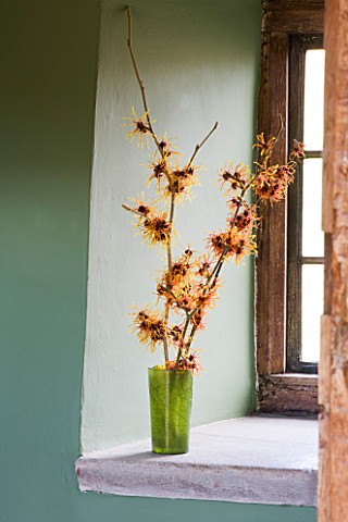 HAMAMELIS_APHRODITE__GINGERBREAD_AND_GLOWING_EMBERS_IN_GREEN_VASE_ON_WINDOWSILL