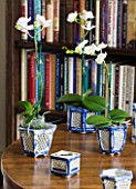 DESIGNER JANE CHURCHILL : THE LIBRARY WITH SMALL BLUE AND WHITE GRASSHOPPER POTS PLANTED WITH ORCHIDS ON THE WILLIAM IV TABLE