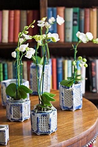 DESIGNER_JANE_CHURCHILL__THE_LIBRARY_WITH_SMALL_BLUE_AND_WHITE_GRASSHOPPER_POTS_PLANTED_WITH_ORCHIDS