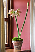 AMARYLLIS HIPPEASTRUM EXOTIC STAR IN TERRACOTTA CONTAINER ON WINDOWSILL.  BULB  CHRISTMAS