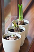 EARLY GREEN SHOOTS EMERGING FROM FRONT TO BACK - AMARYLLIS HIPPEASTRUM SUMATRA   SAN REMO AND BLACK PEARL.  BULB  CHRISTMAS