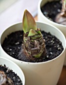 EARLY GREEN SHOOTS EMERGING FROM AMARYLLIS HIPPEASTRUM SAN REMO.  BULB  CHRISTMAS