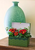 DESIGNER CLARE MATTHEWS - HOUSEPLANT PROJECT - RECYCLED GREEN LINED GIFT BOX CONTAINER PLANTED WITH PRIMULAS