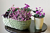 DESIGNER CLARE MATTHEWS - HOUSEPLANT PROJECT - WICKER BASKET AND CREAM CONTAINER PLANTED WITH PINK FLOWERING HEATHER  AFRICAN VIOLETS  FLAMING KATY - KALANCHOE BLOSSFELDIANA