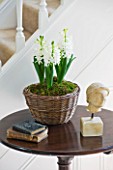 DESIGNER CLARE MATTHEWS - HOUSEPLANT PROJECT - WICKER CONTAINER PLANTED WITH WHITE HYACITHS ON TABLE IN HALLWAY NEAR STAIRCASE