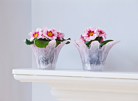 DESIGNER_CLARE_MATTHEWS__HOUSEPLANT_PROJECT__PALE_PINK_GLASS_CONTAINERS_PLANTED_WITH_PINK_PRIMULAS_O