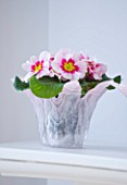 DESIGNER CLARE MATTHEWS - HOUSEPLANT PROJECT - PALE PINK GLASS CONTAINER PLANTED WITH PINK PRIMULAS ON MANTELPIECE