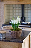 DESIGNER CLARE MATTHEWS - HOUSEPLANT PROJECT - WICKER CONTAINER PLANTED WITH WHITE HYACINTHS IN KITCHEN