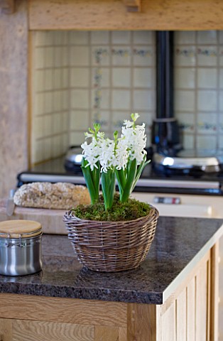 DESIGNER_CLARE_MATTHEWS__HOUSEPLANT_PROJECT__WICKER_CONTAINER_PLANTED_WITH_WHITE_HYACINTHS_IN_KITCHE