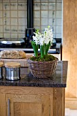 DESIGNER CLARE MATTHEWS - HOUSEPLANT PROJECT - WICKER CONTAINER PLANTED WITH WHITE HYACINTHS IN KITCHEN
