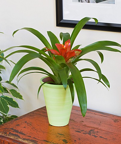 DESIGNER_CLARE_MATTHEWS__HOUSEPLANT_PROJECT__PALE_GREEN_CONTAINER_PLANTED_WITH_GUZMANIA__BROMELIAD
