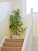 DESIGNER CLARE MATTHEWS - HOUSEPLANT PROJECT - TERRACOTTA CONTAINER PLANTED WITH WEEPING FIG - FICUS BENJAMINA STARLIGHT - ON STAIRS