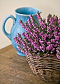 DESIGNER CLARE MATTHEWS - HOUSEPLANT PROJECT - BLUE JUG AND WICKER CONTAINER PLANTED WITH PINK FLOWERING HEATHER ON SIDEBOARD