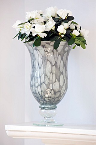 DESIGNER_CLARE_MATTHEWS__HOUSEPLANT_PROJECT__GREY_SILVER_CONTAINER_PLANTED_WITH_A_WHITE_AZALEA