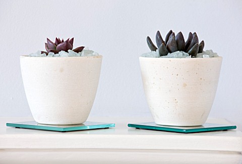 DESIGNER_CLARE_MATTHEWS__HOUSEPLANT_PROJECT__WHITE_CONTAINERS_PLANTED_WITH_SUCCULENTS_MULCHED_WITH_S