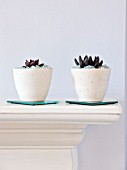 DESIGNER CLARE MATTHEWS - HOUSEPLANT PROJECT - WHITE CONTAINERS PLANTED WITH SUCCULENTS MULCHED WITH SHARDS OF RECYCLED GLASS  ON MANTELPIECE