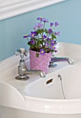 DESIGNER CLARE MATTHEWS - HOUSEPLANT PROJECT - PINK CONTAINER WITH ANEMONE BLANDA IN BATHROOM