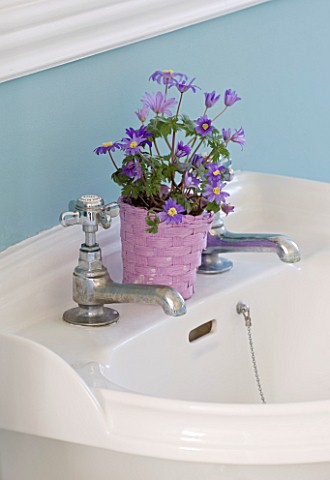 DESIGNER_CLARE_MATTHEWS__HOUSEPLANT_PROJECT__PINK_CONTAINER_WITH_ANEMONE_BLANDA_IN_BATHROOM