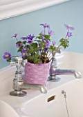 DESIGNER CLARE MATTHEWS - HOUSEPLANT PROJECT - PINK CONTAINER WITH ANEMONE BLANDA IN BATHROOM