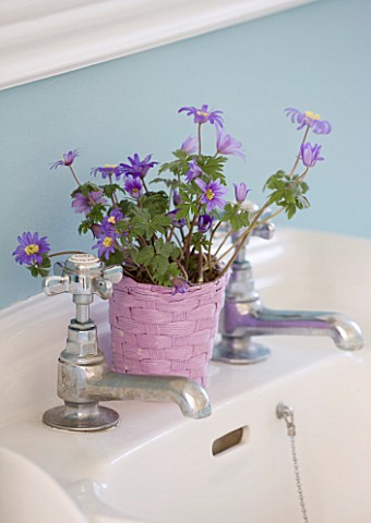 DESIGNER_CLARE_MATTHEWS__HOUSEPLANT_PROJECT__PINK_CONTAINER_WITH_ANEMONE_BLANDA_IN_BATHROOM
