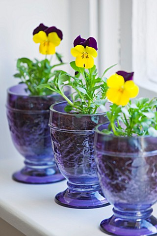 DESIGNER_CLARE_MATTHEWS__HOUSEPLANT_PROJECT__BLUE_GLASS_CONTAINERS_PLANTED_WITH_YELLOW_VIOLAS__ON_WI