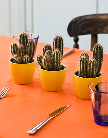 DESIGNER_CLARE_MATTHEWS__HOUSEPLANT_PROJECT__TABLE_WITH_ORANGE_TABLECLOTH_AND_YELLOW_CONTAINERS_PLAN