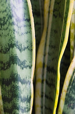 DESIGNER_CLARE_MATTHEWS__HOUSEPLANT_PROJECT__CLOSE_UP_OF_THE_LEAVES_OF_MOTHERINLAWS_TONGUE__SNAKE_PL
