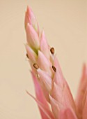 DESIGNER CLARE MATTHEWS - HOUSEPLANT PROJECT - CLOSE UP OF THE FLOWER OF AECHMEA