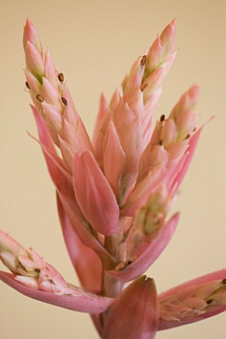 DESIGNER_CLARE_MATTHEWS__HOUSEPLANT_PROJECT__CLOSE_UP_OF_THE_FLOWER_OF_AECHMEA