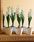 DESIGNER CLARE MATTHEWS - HOUSEPLANT PROJECT - WHITE CONTAINERS PLANTED WITH WHITE HYACINTHS ON MANTELPIECE BENEATH A MIRROR