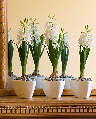 DESIGNER_CLARE_MATTHEWS__HOUSEPLANT_PROJECT__WHITE_CONTAINERS_PLANTED_WITH_WHITE_HYACINTHS_ON_MANTEL
