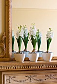 DESIGNER CLARE MATTHEWS - HOUSEPLANT PROJECT - WHITE CONTAINERS PLANTED WITH WHITE HYACINTHS ON MANTELPIECE BENEATH A MIRROR
