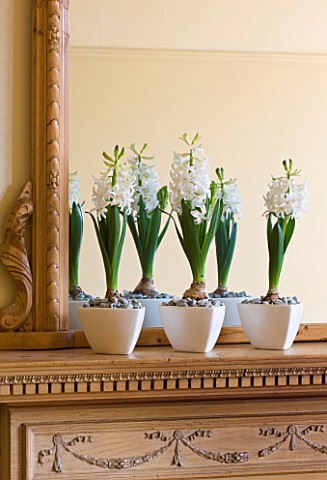 DESIGNER_CLARE_MATTHEWS__HOUSEPLANT_PROJECT__WHITE_CONTAINERS_PLANTED_WITH_WHITE_HYACINTHS_ON_MANTEL