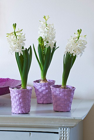 DESIGNER_CLARE_MATTHEWS__HOUSEPLANT_PROJECT__PURPLE_WOVEN_BASKET_CONTAINERS_PLANTED_WITH_WHITE_HYACI
