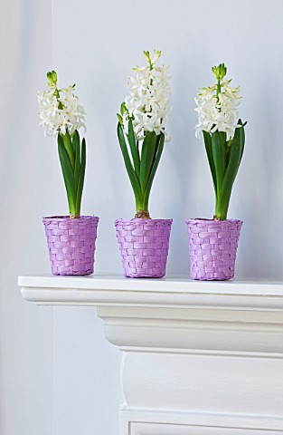 DESIGNER_CLARE_MATTHEWS__HOUSEPLANT_PROJECT__PURPLE_WOVEN_BASKET_CONTAINERS_PLANTED_WITH_WHITE_HYACI