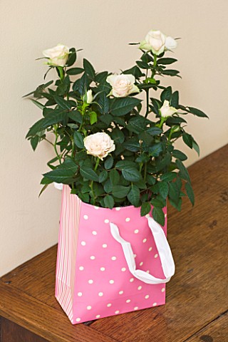 DESIGNER_CLARE_MATTHEWS__HOUSEPLANT_PROJECT__PINK_CONTAINER_BAG_PLANTED_WITH_A_WHITE_MINIATURE_ROSE_