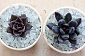 DESIGNER CLARE MATTHEWS - HOUSEPLANT PROJECT - SUCCULENTS IN CONTAINERS MULCHED WITH SHARDS OF GLASS
