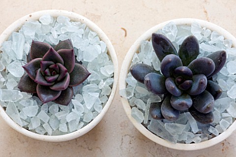 DESIGNER_CLARE_MATTHEWS__HOUSEPLANT_PROJECT__SUCCULENTS_IN_CONTAINERS_MULCHED_WITH_SHARDS_OF_GLASS