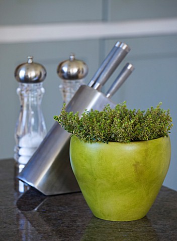 DESIGNER_CLARE_MATTHEWS__HOUSEPLANT_PROJECT__GREEN_CONTAINER_PLANTED_WITH_A_VARIEGATED_THYME__IN_KIT