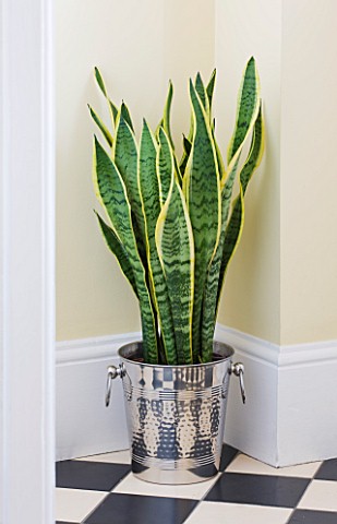DESIGNER_CLARE_MATTHEWS__HOUSEPLANT_PROJECT__CHAMPAGNE_BUCKET_CONTAINER_PLANTED_WITH_MOTHERINLAWS_TO