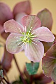 DESIGNER CLARE MATTHEWS - HOUSEPLANT PROJECT - CLOSE UP OF PINK HELLEBORE