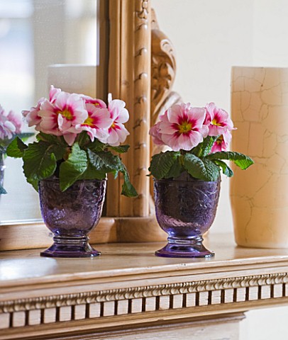 DESIGNER_CLARE_MATTHEWS__HOUSEPLANT_PROJECT__BLUE_GLASS_CONTAINERS_PLANTED_WITH_PINK_PRIMULAS_ON_MAN