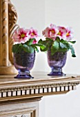 DESIGNER CLARE MATTHEWS - HOUSEPLANT PROJECT - BLUE GLASS CONTAINERS PLANTED WITH PINK PRIMULAS ON MANTELPIECE