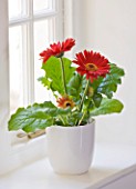 DESIGNER - CLARE MATTHEWS: HOUSEPLANT PROJECT - RED GERBERA IN WHITE CONTAINER