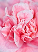 CLOSE UP OF CAMELLIA  JEAN CLERE
