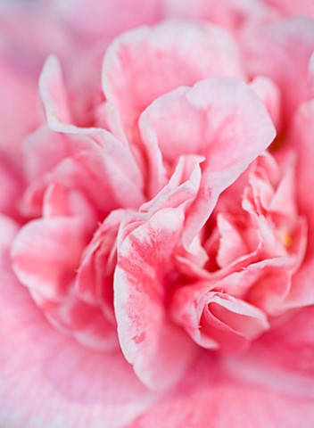 CLOSE_UP_OF_CAMELLIA__JEAN_CLERE